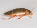 Rhantus frontalis